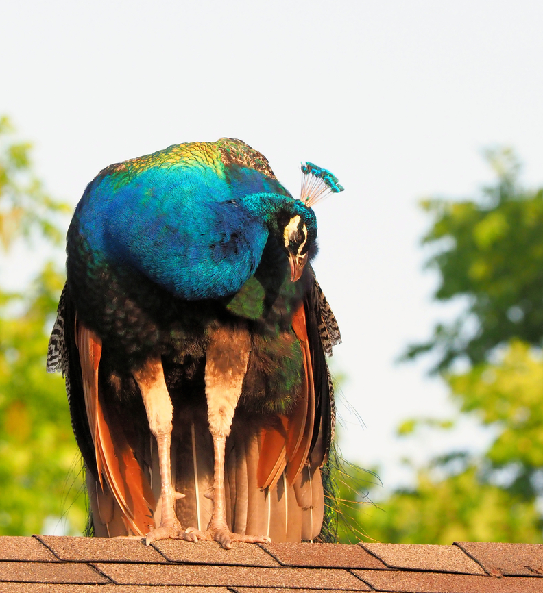 Roof perch Male peacock, Argyle, TX Indian peafowl,Pavo cristatus