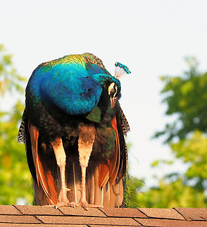 Roof perch Male peacock, Argyle, TX Indian peafowl,Pavo cristatus