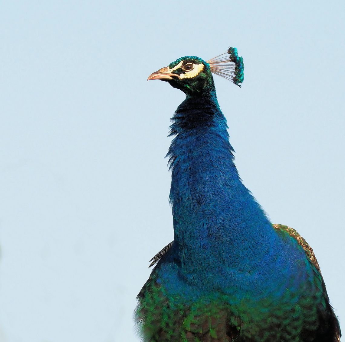 Close up of Pavo cristatus head feather detail Argyle, Texas (peacock) Indian peafowl,Pavo cristatus
