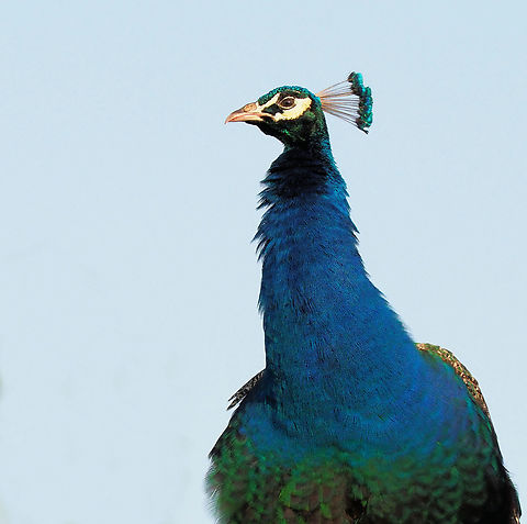 Close up of Pavo cristatus head feather detail Argyle, Texas (peacock) Indian peafowl,Pavo cristatus