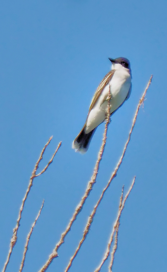 Eastern Kingbird Photographed 5-4-25 in Argyle Texas Eastern kingbird,Tyrannus tyrannus