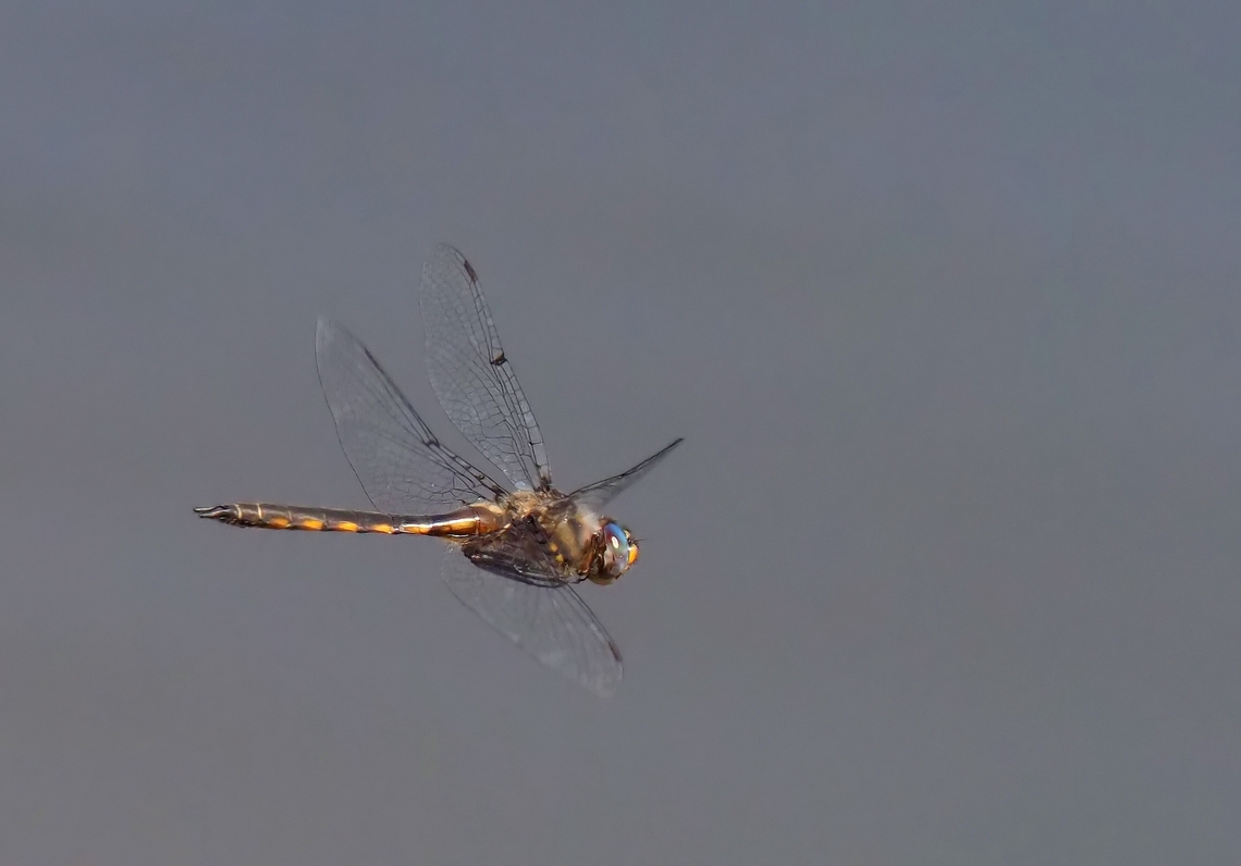 Female Blue Dasher,  hovering over N. Texas pond. Dragonfly; Oly Em-1 mk 2 Blue dasher,Pachydiplax longipennis