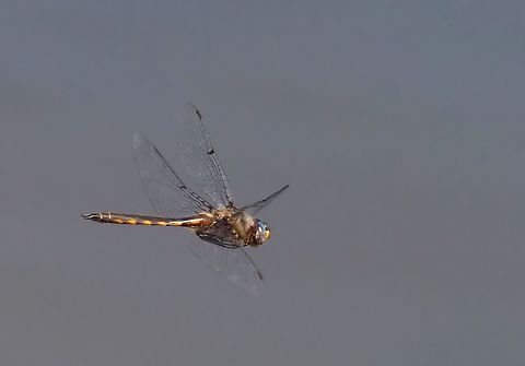 Female Blue Dasher,  hovering over N. Texas pond. Dragonfly; Oly Em-1 mk 2 Blue dasher,Pachydiplax longipennis