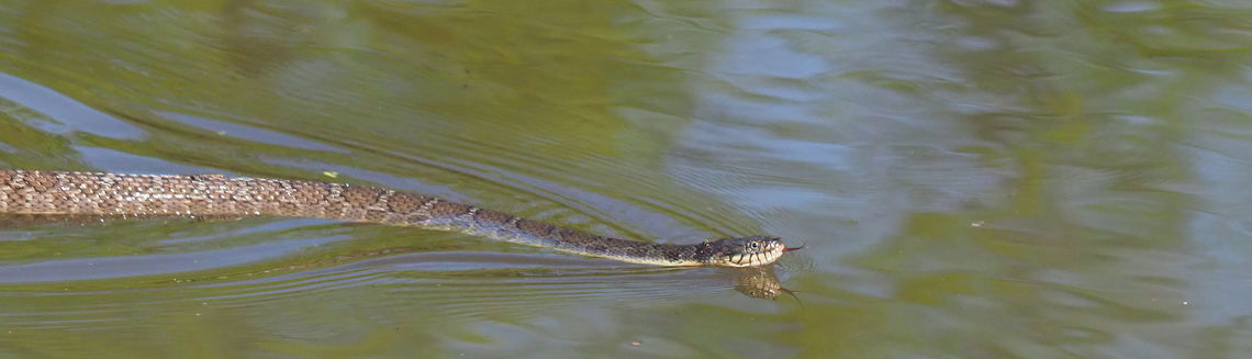 Banded Water Snake seen on N. Texas pond Banded water snake,Nerodia fasciata
