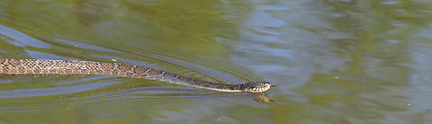Banded Water Snake seen on N. Texas pond Banded water snake,Nerodia fasciata