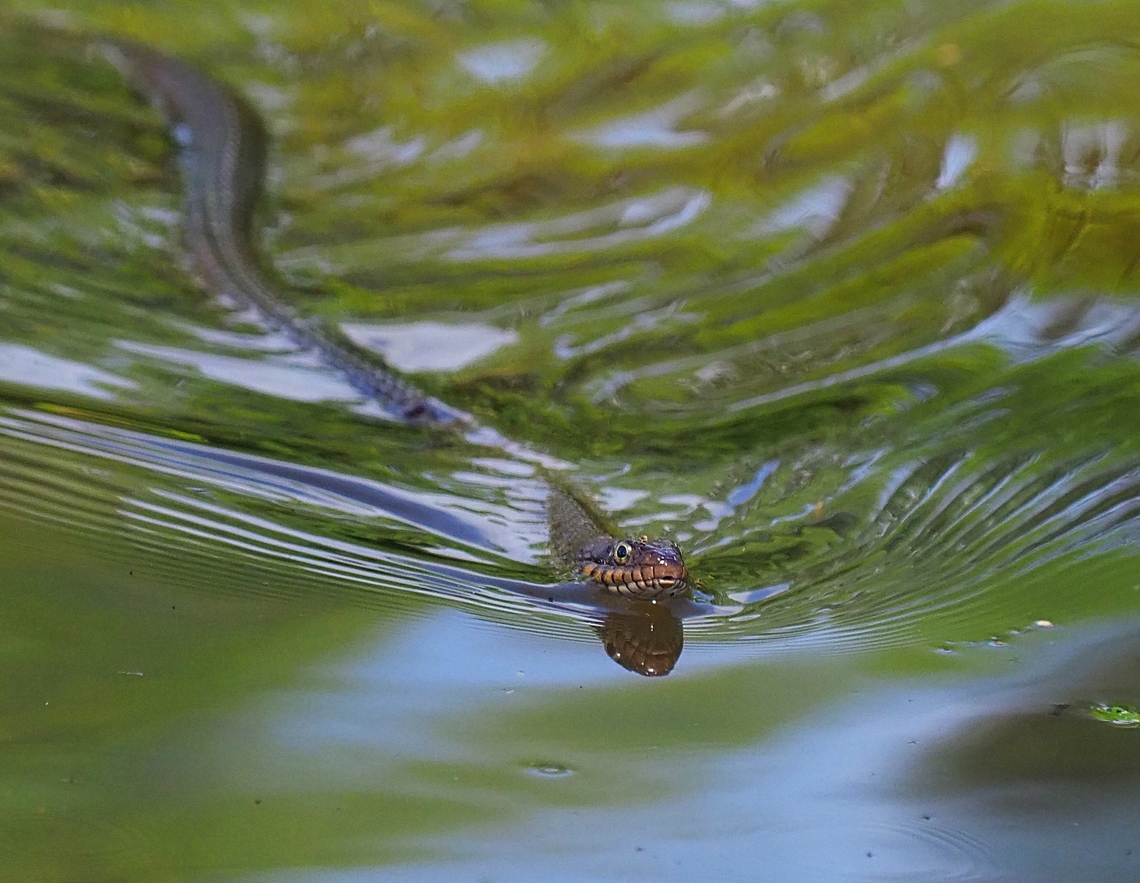 Common Banded Water Snake Non-venomous seen in N. Texas pond. Banded water snake,Nerodia fasciata