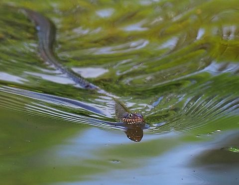 Common Banded Water Snake Non-venomous seen in N. Texas pond. Banded water snake,Nerodia fasciata