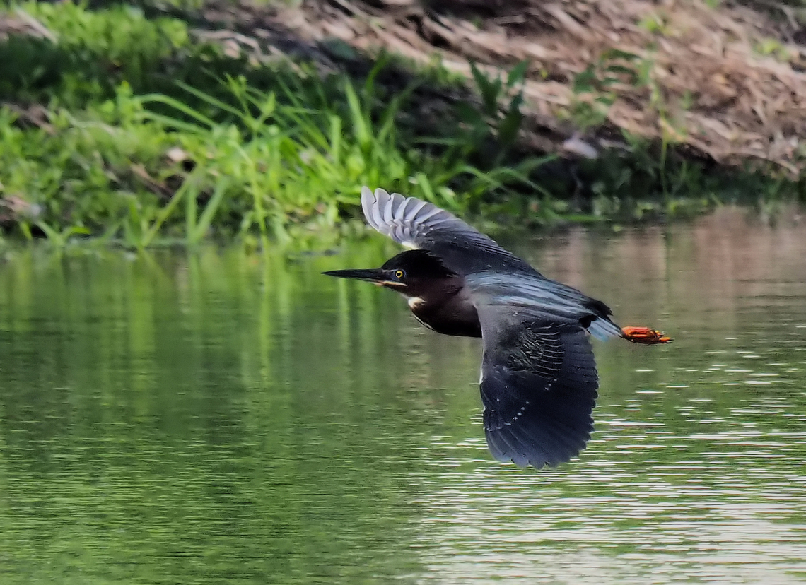 Heron on the Wing Green heron in N. Texas Butorides virescens,Green heron