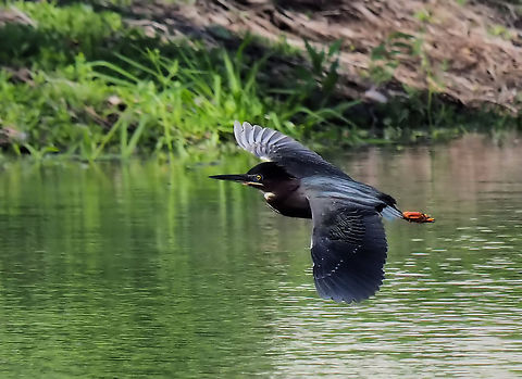 Heron on the Wing Green heron in N. Texas Butorides virescens,Green heron