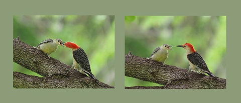 Fledgling: Feed and Floss Red-bellied male woodpecker feeds juvenile, etc. Argyle, TX. Melanerpes carolinus,Red-bellied Woodpecker