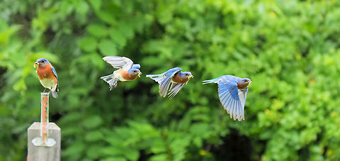 Quick on the Trigger Male Eastern bluebird with worm chose to fly west. I guessed correctly. Four frame composite. Eastern Blubird,Sialia sialis