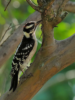 Downy and crape myrtle tree Picoides pubescens Dryobates pubescens,downywoodpecker