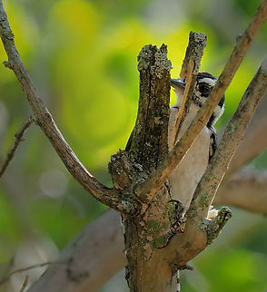 Drill Baby Drill Determined Downy woodpecker Dryobates pubescens,downywoodpecker