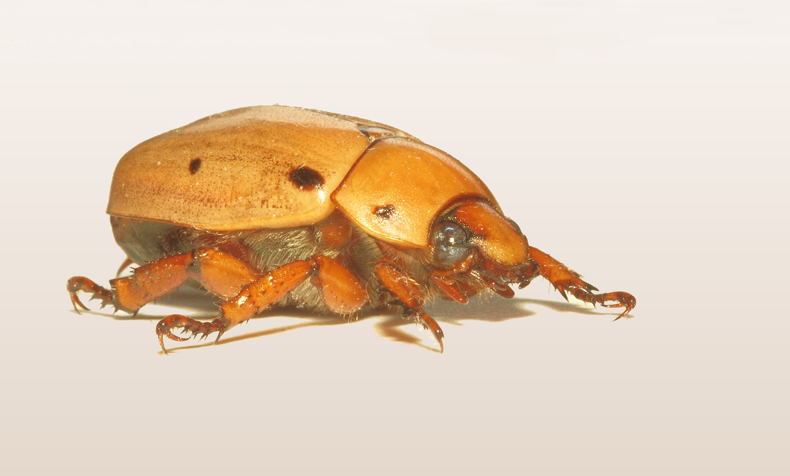 Grapevine Beetle observed in Argyle Tx Grapevine beetle,Pelidnota punctata
