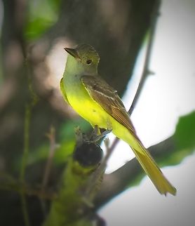 Turn of the Head Western Kingbird in Argyle Texas, June 2025. Tyrannus verticalis,Western kingbird