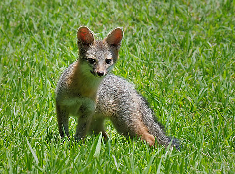Young gray Fox Seen in home yard in Argyle, TX Gray fox,Urocyon cinereoargenteus