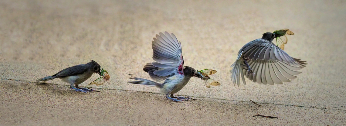 “Grab a bite to eat” Tufted titmouse finds cicada Baeolophus bicolor,Tufted Titmouse