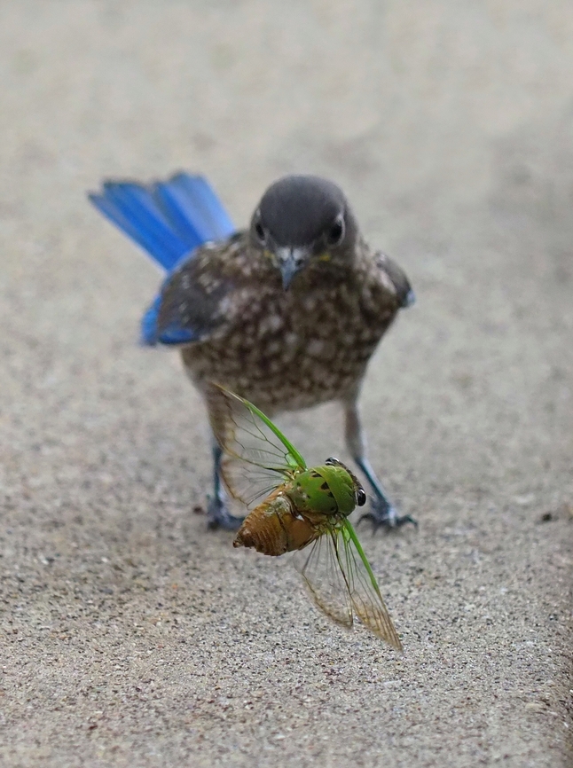 Common N. Texas Cicada Bluebird toys with cicada. Late June Superb dog-day cicada,Tibicen superbus