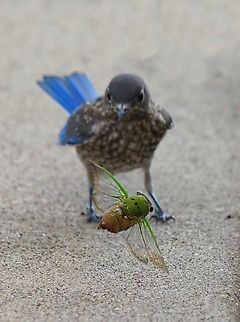 Common N. Texas Cicada Bluebird toys with cicada. Late June Superb dog-day cicada,Tibicen superbus