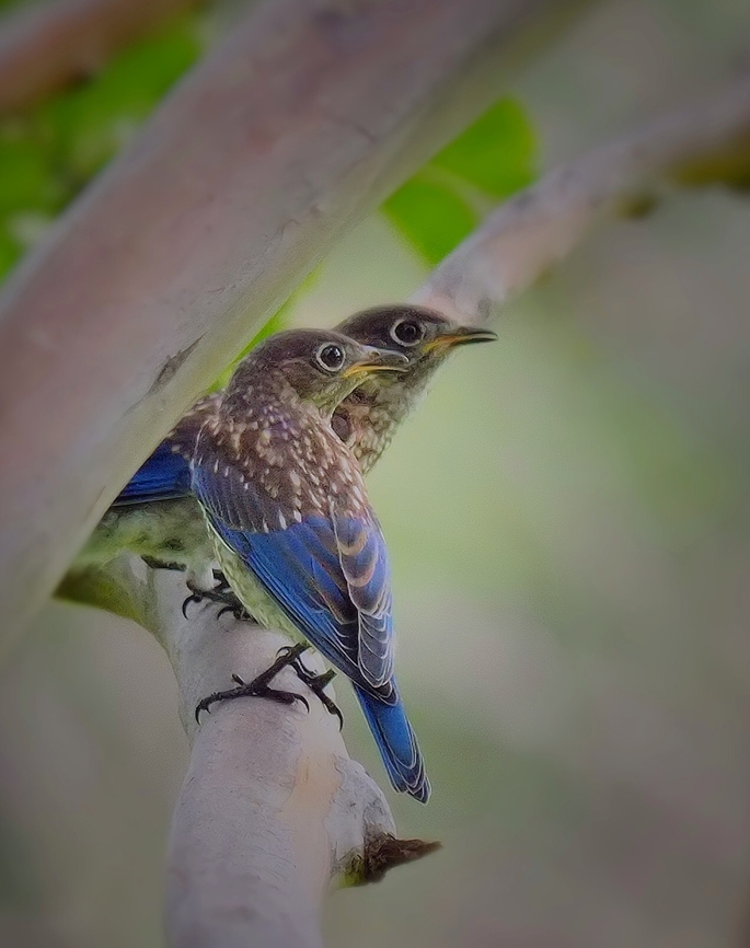 Waiting for food Young bluebirds hang out waiting for bugs from parents.  N. Texas , late June  Eastern Blubird,Sialia sialis