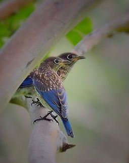 Waiting for food Young bluebirds hang out waiting for bugs from parents.  N. Texas , late June  Eastern Blubird,Sialia sialis