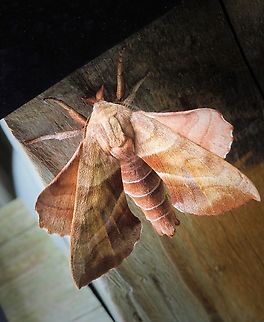 Walnut sphinx moth Observed on railing post, outside home in north Texas where it has remained for an entire day. 7-13-25. Olympus EM-1 mk2 and 12-60 lens. Amorpha juglandis,Walnut sphinx