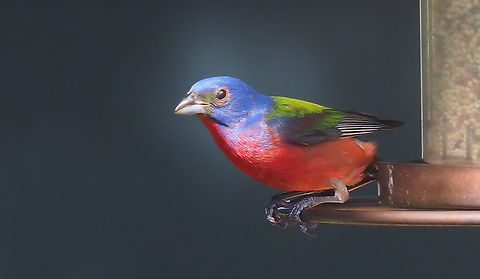 July Visitor Male painted bunting in Argyle, TX. I have had the good fortune to see this species at least once every summer for 10 years.  Painted Bunting,Passerina ciris