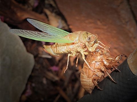Leaving Home Cicada in N. Texas in late July , after emerging from chrysalis. Olympus E-30 and 105 mm.