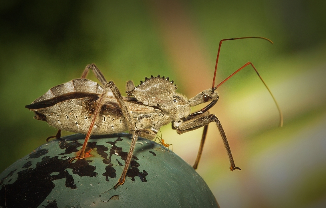 ASSASSIN and nymph? Wheel bug in N. Texas, July 2025. Olympus E-30 and 105 mm. Arilus cristatus,Wheel bug