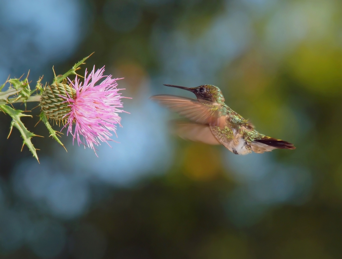 Thistle be tasty…… Female ruby throat hummingbird approaches thistle. Olympus E-30 and 50-200mm. Photographed near Ashland, Illinois. Cirsium discolor,Field Thistle