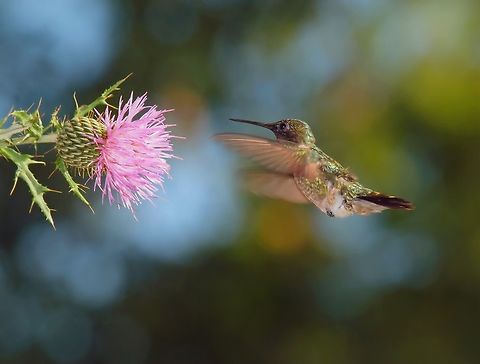 Thistle be tasty…… Female ruby throat hummingbird approaches thistle. Olympus E-30 and 50-200mm. Photographed near Ashland, Illinois. Cirsium discolor,Field Thistle