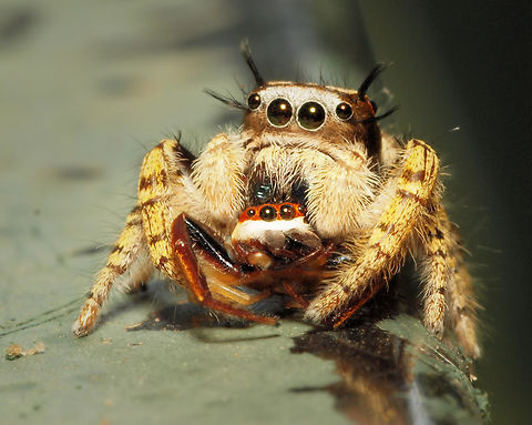 “Have a pal for dinner” Phidippus and freshly captured hentzia palmarum. Hentz Jumper,Hentzia palmarum