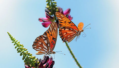Fly-Away Fritillary Pro-capture of  Gulf fritillary and Wisteria.  Argyle, Texas Agraulis vanillae,Gulf fritillary