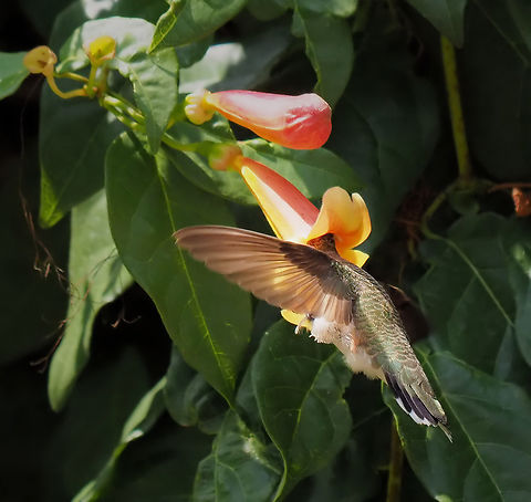 Nice Hat Female ruby-throat and trumpet-vine Archilochus colubris,Ruby-throated hummingbird