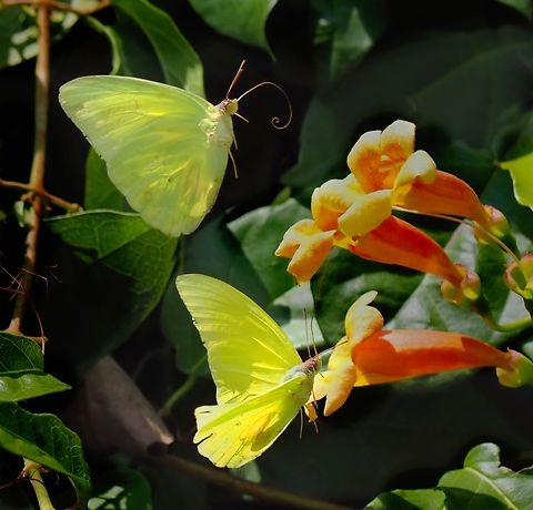 Clarion call of the Trumpet Alfalfa butterflies flutter to the trumpet vine. Olympus EM-1 MK2 Colias eurytheme,Orange sulphur