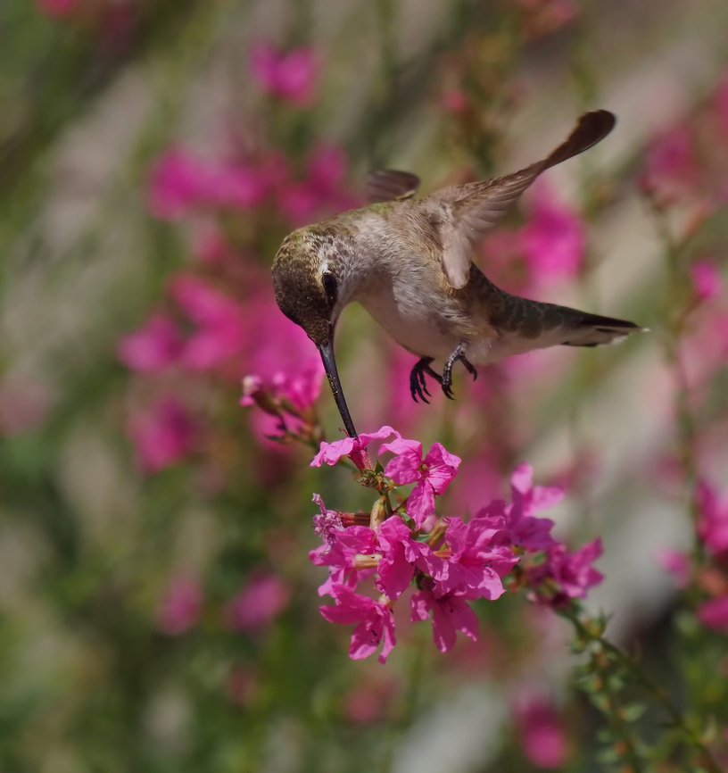 Loosestrife and hummer. Purple(pink) loosestrife is considered an invasive species in Texas Lythrum calicaria,Lythrum salicaria