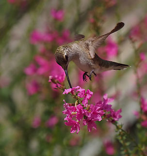 Loosestrife and hummer. Purple(pink) loosestrife is considered an invasive species in Texas Lythrum calicaria,Lythrum salicaria
