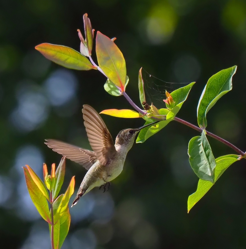 Probing the honeysuckle Honeysuckle coral attracting female ruby-throat.   N. Texas early Sept. Coral honeysuckle,Lonicera sempervirens