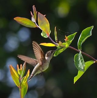 Probing the honeysuckle Honeysuckle coral attracting female ruby-throat.   N. Texas early Sept. Coral honeysuckle,Lonicera sempervirens