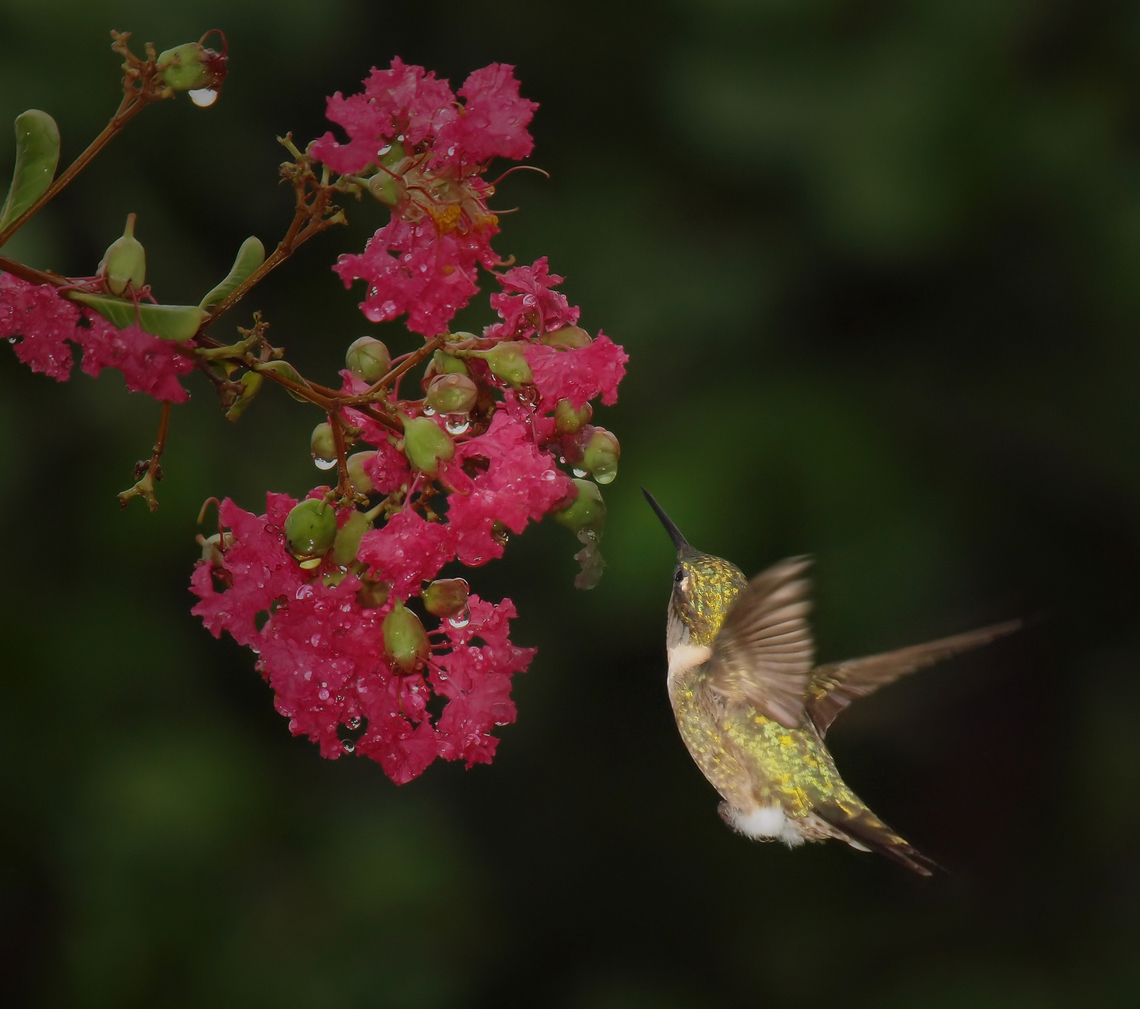 Close to home.... Front yard crepe myrtle in N. Texas and female ruby-throat hummer. Crape-Myrtle,Lagerstroemia indica