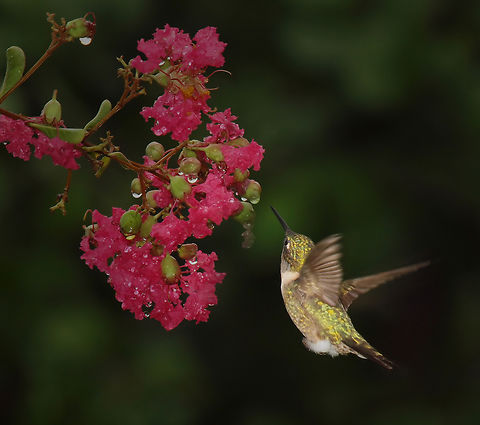 Close to home.... Front yard crepe myrtle in N. Texas and female ruby-throat hummer. Crape-Myrtle,Lagerstroemia indica