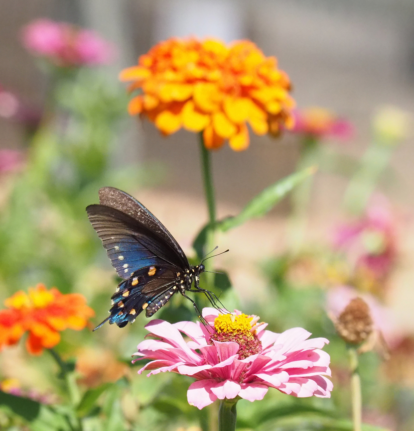 Eye-Candy Pipe-vine swallowtail in N. Texas garden. Battus philenor,Pipevine Swallowtail