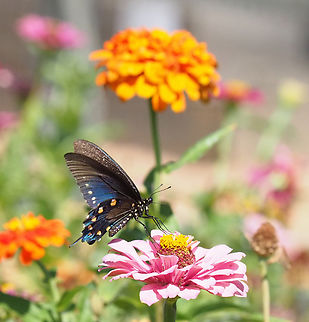 Eye-Candy Pipe-vine swallowtail in N. Texas garden. Battus philenor,Pipevine Swallowtail