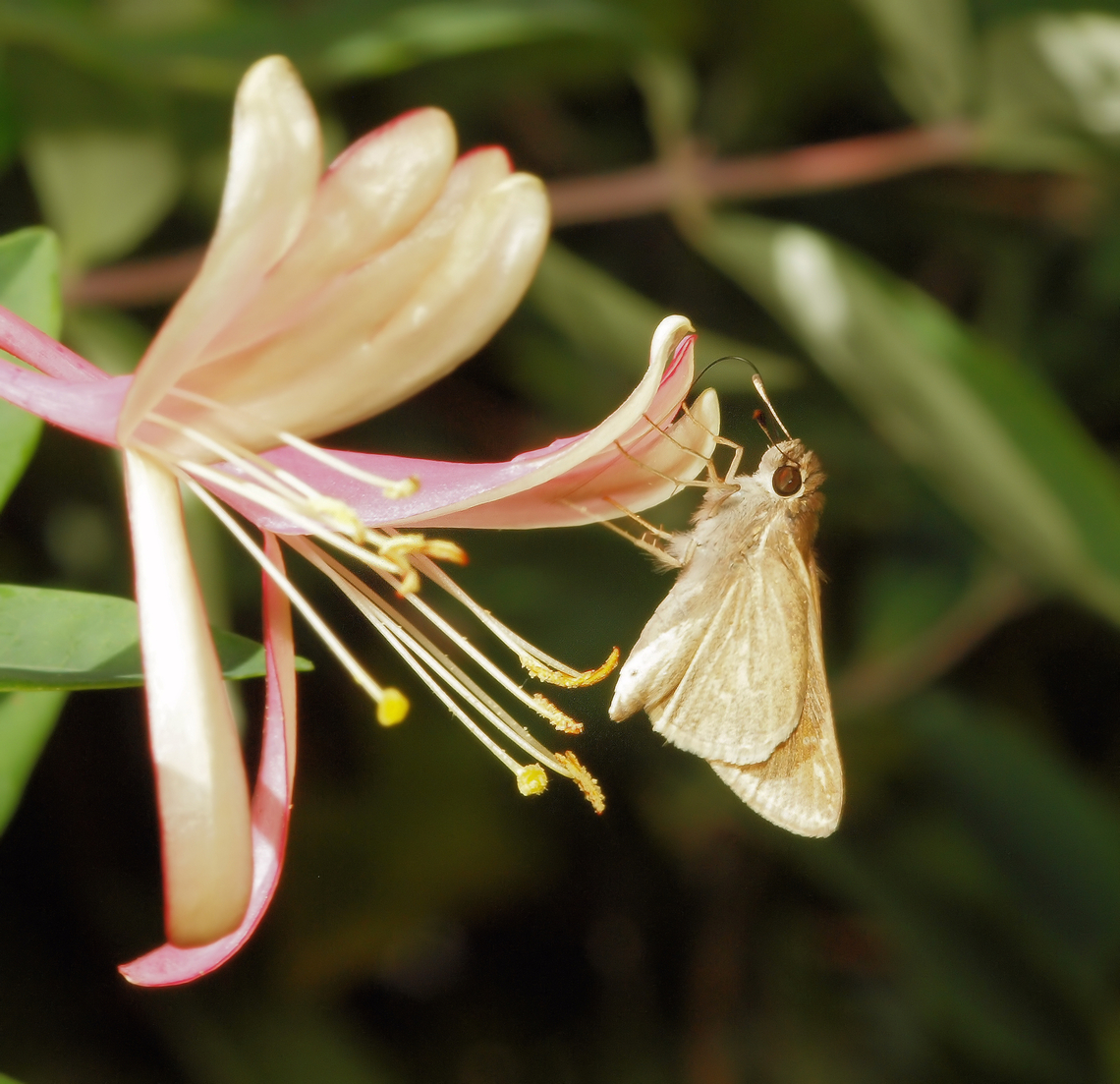 The three spotted skipper feeding on garden honeysuckle.  N. Texas Cymaenes tripunctus,cymaenes tripunctus