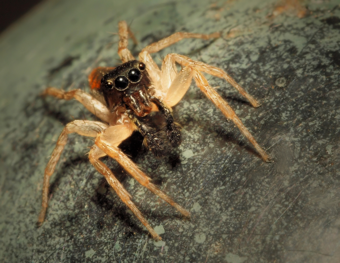 Dimorphic jumper Male maevia inclemens. N. Texas Dimorphic Jumping Spider,Maevia inclemens