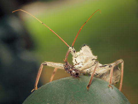 Assassin bug with prey also known as wheelbug Arilus cristatus,Wheel bug