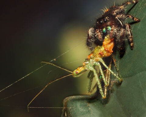 Jumper becomes the assassin Phidippus audax jumping spider and assassin bug nymph. N. Texas Bold Jumping Spider,Phidippus audax