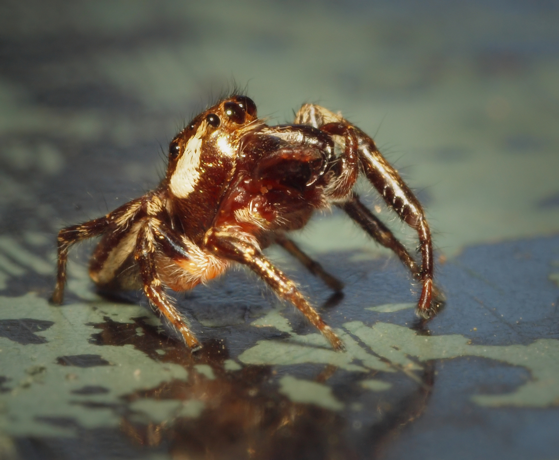 Bronze Jumper eris militaris in Argyle TX Bronze Jumping Spider,Eris militaris