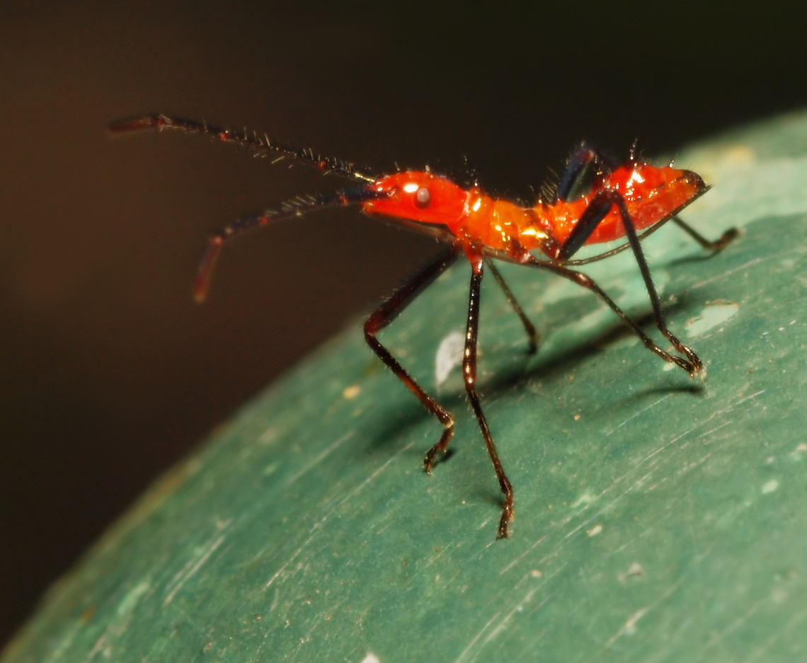 Wheel Bug nymph recently observed phidippus audax making a meal of one of these red nymphs.  N. Texas Arilus cristatus,Wheel bug