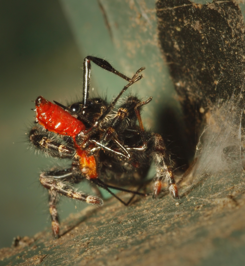 All these darn legs Phidippus audax jumping spider dealing with nymph wheel bug.  An adult cristatus wouldn&#039;t be so easy. Arilus cristatus,Wheel bug